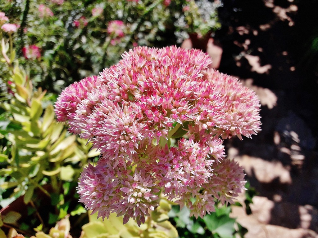 Foto: Jardín botánico - Blanes (Girona), España