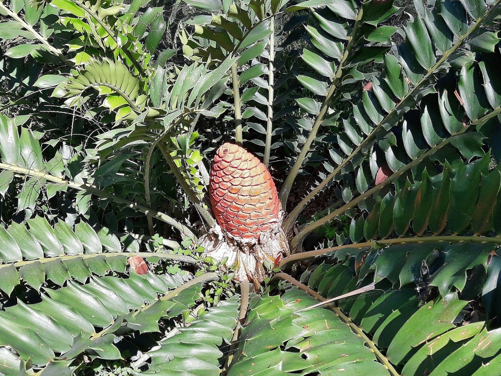 Foto: Jardín botánico - Blanes (Girona), España