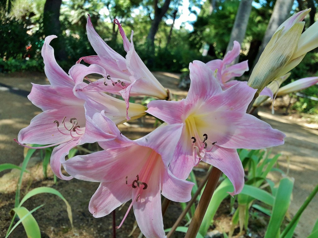 Foto: Jardín botánico - Blanes (Girona), España