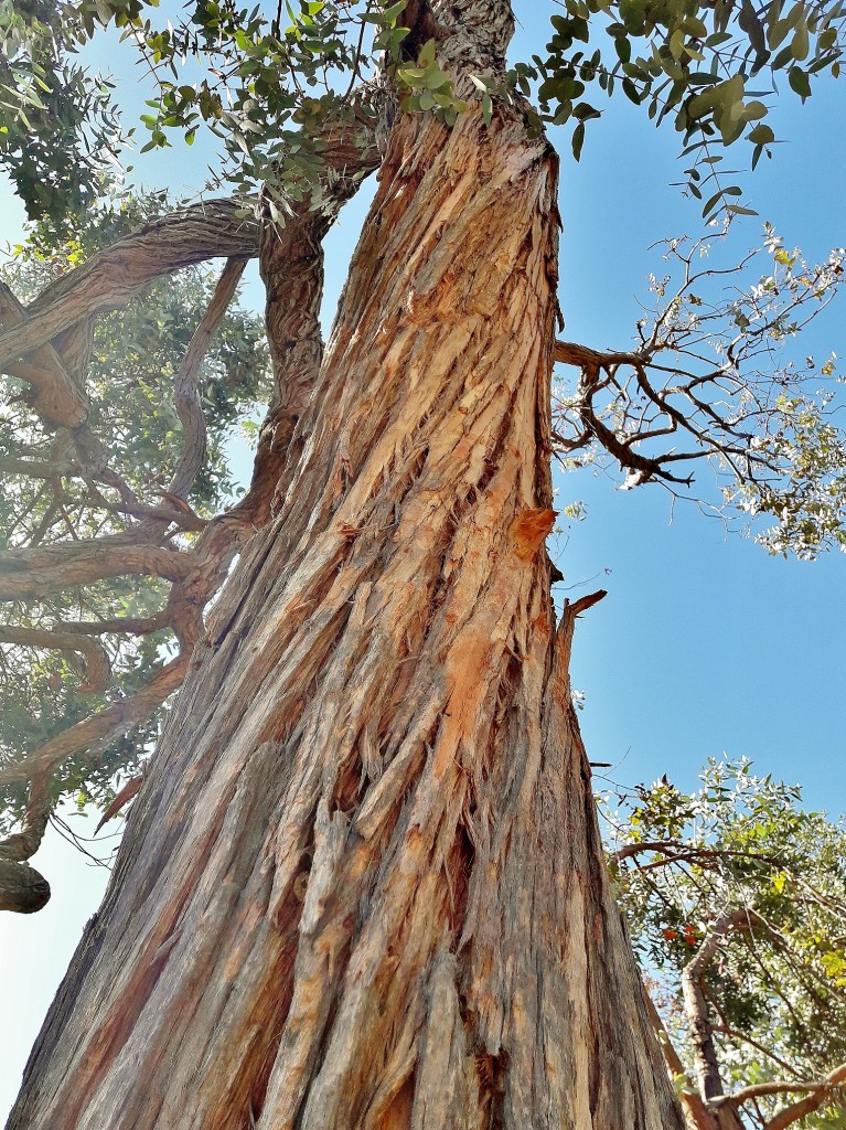 Foto: Jardín botánico - Blanes (Girona), España