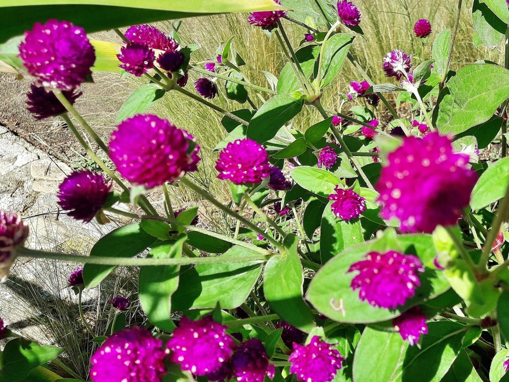 Foto: Jardín botánico - Blanes (Girona), España
