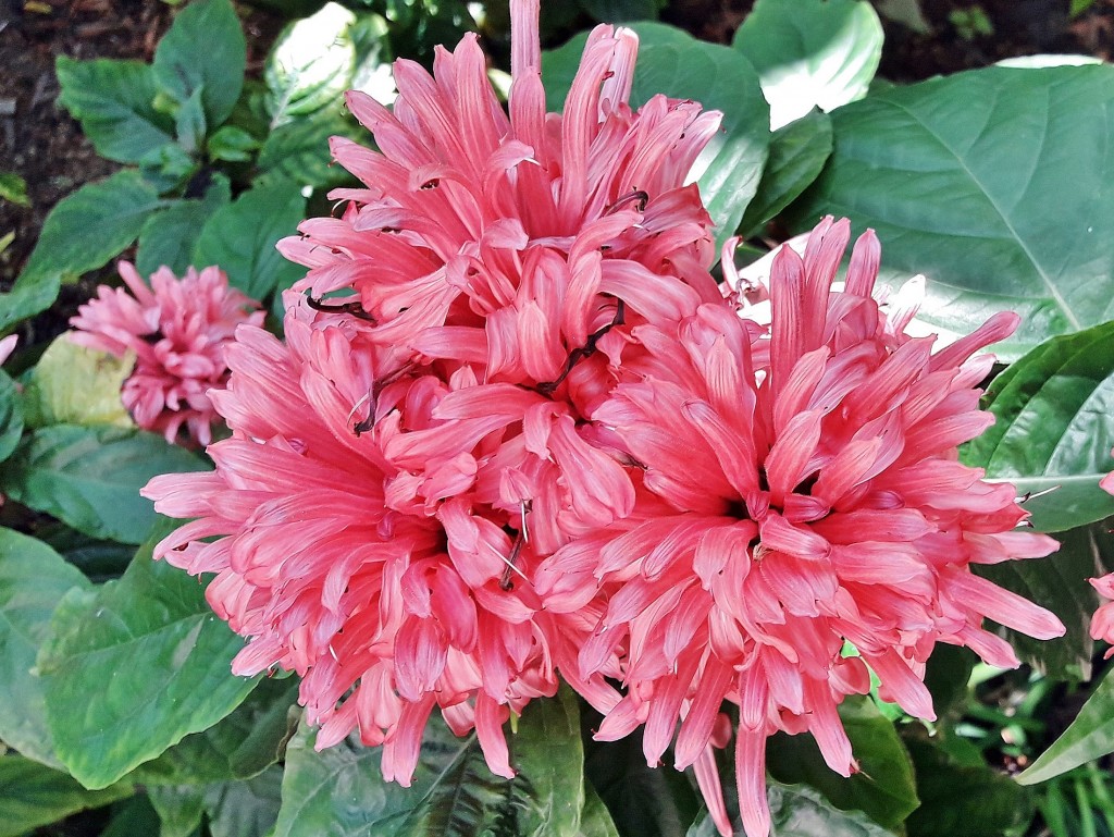 Foto: Jardín botánico - Blanes (Girona), España
