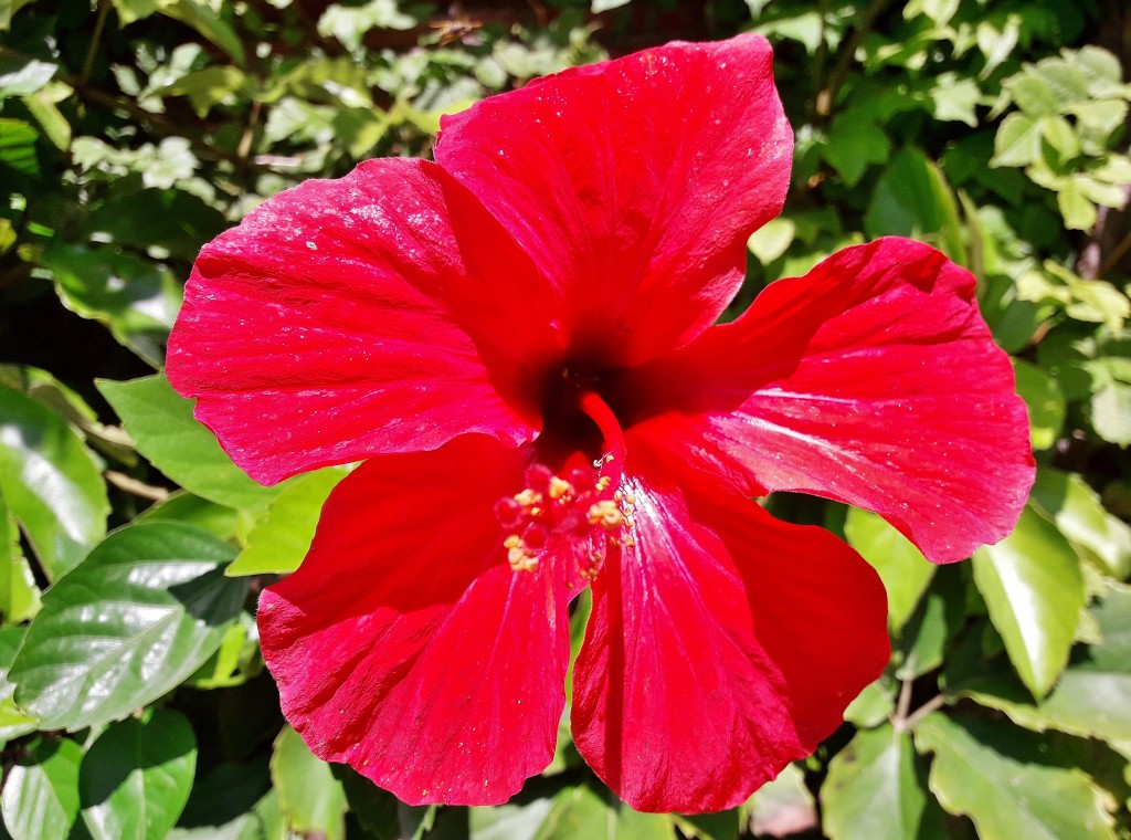 Foto: Jardín botánico - Blanes (Girona), España