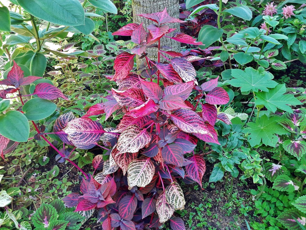 Foto: Jardín botánico - Blanes (Girona), España