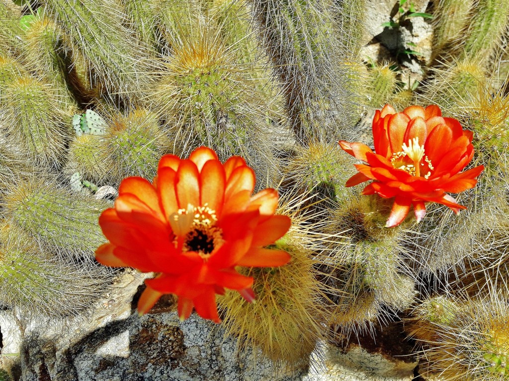 Foto: Jardín botánico - Blanes (Girona), España