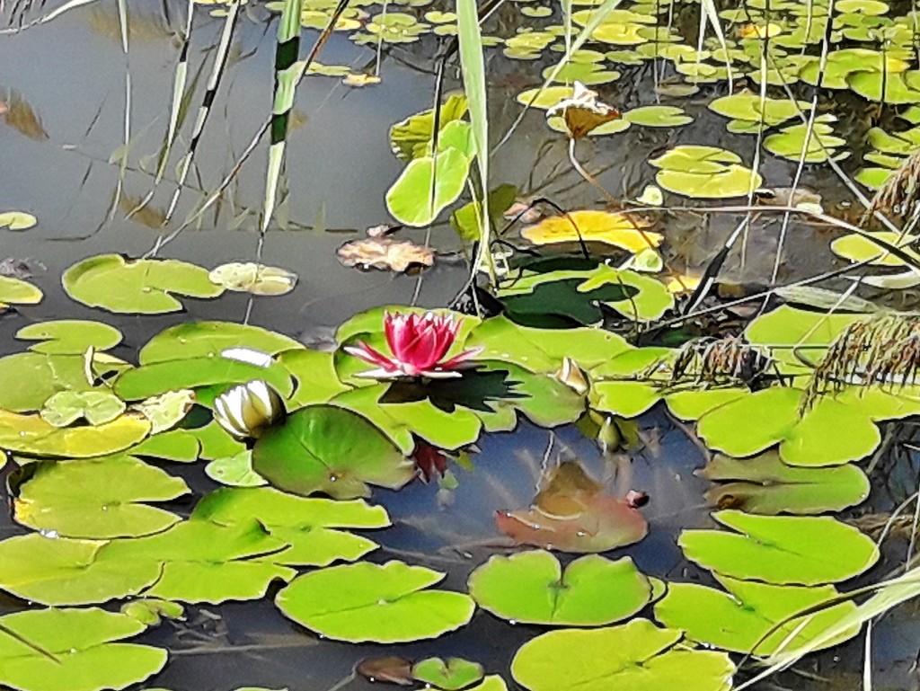 Foto: Jardín botánico - Blanes (Girona), España