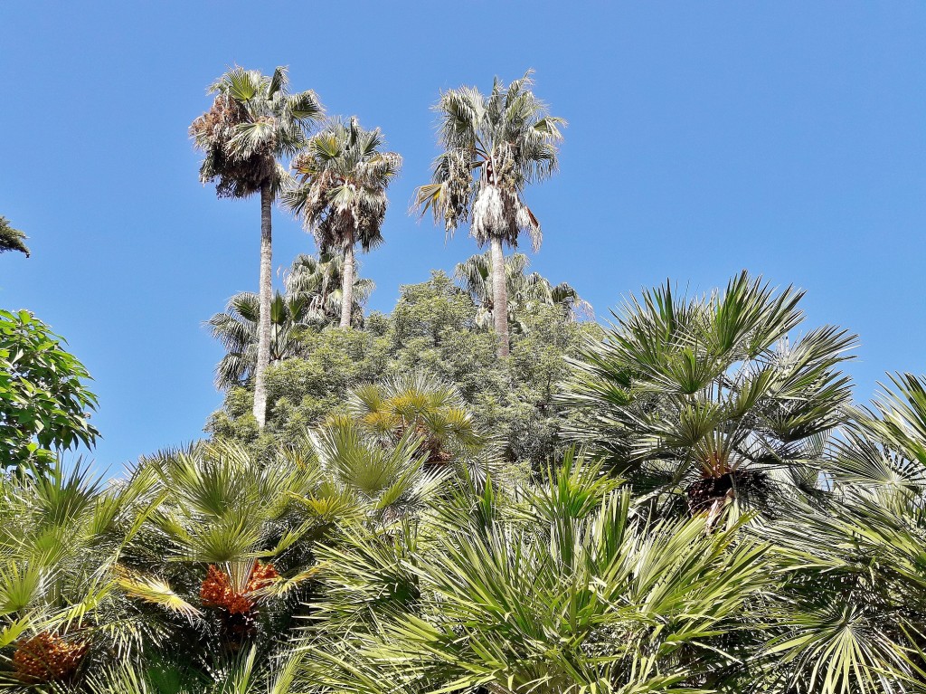 Foto: Jardín botánico - Blanes (Girona), España