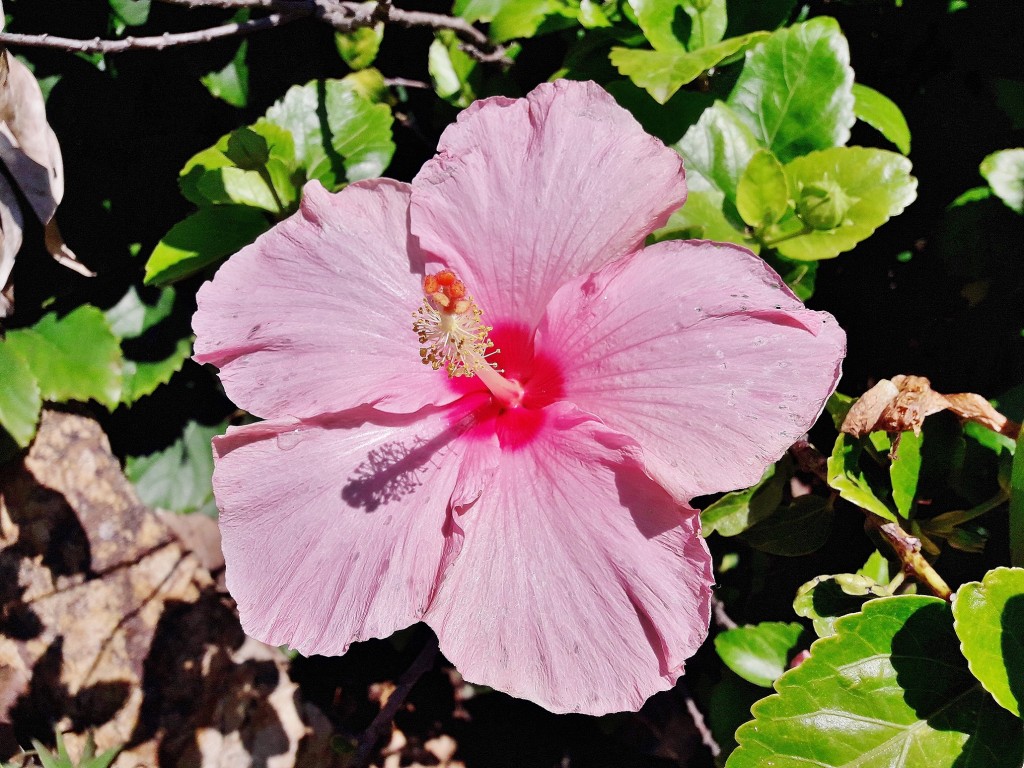 Foto: Jardín botánico - Blanes (Girona), España