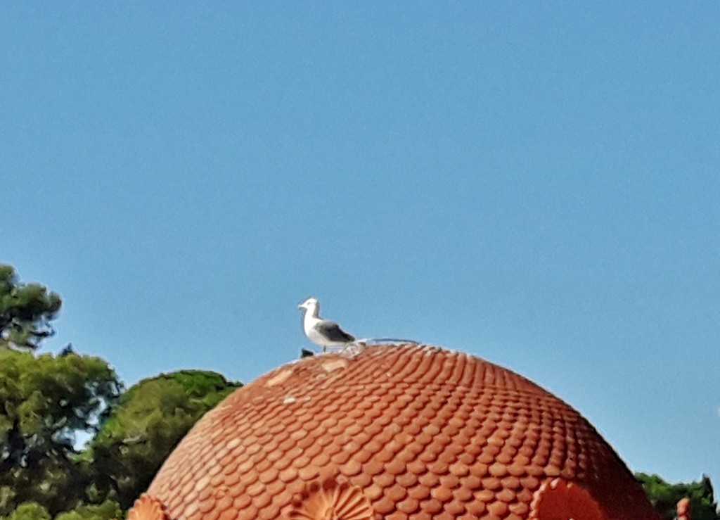 Foto: Jardín botánico - Blanes (Girona), España