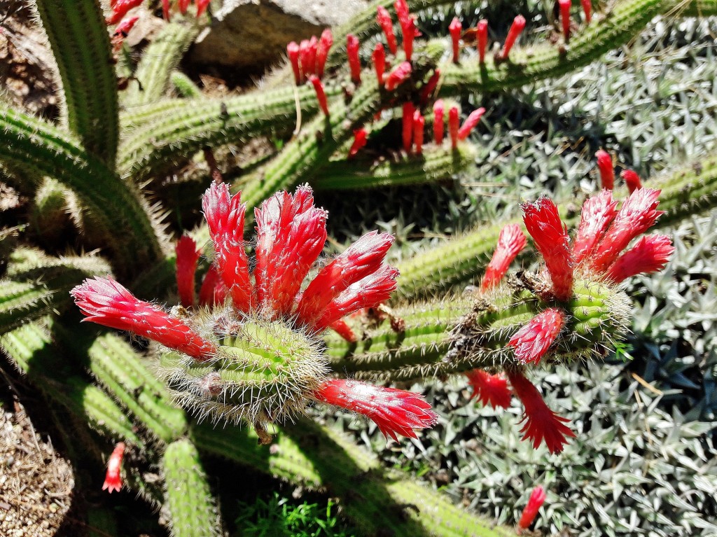 Foto: Jardín botánico - Blanes (Girona), España