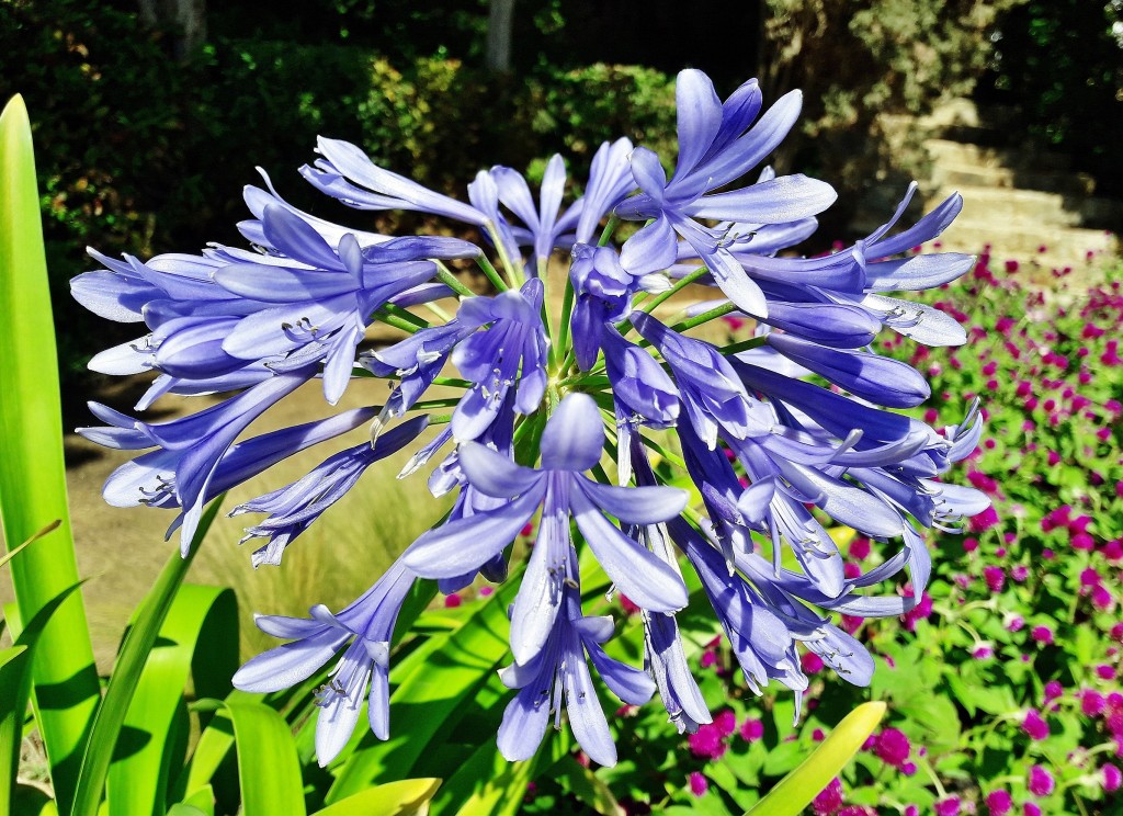 Foto: Jardín botánico - Blanes (Girona), España