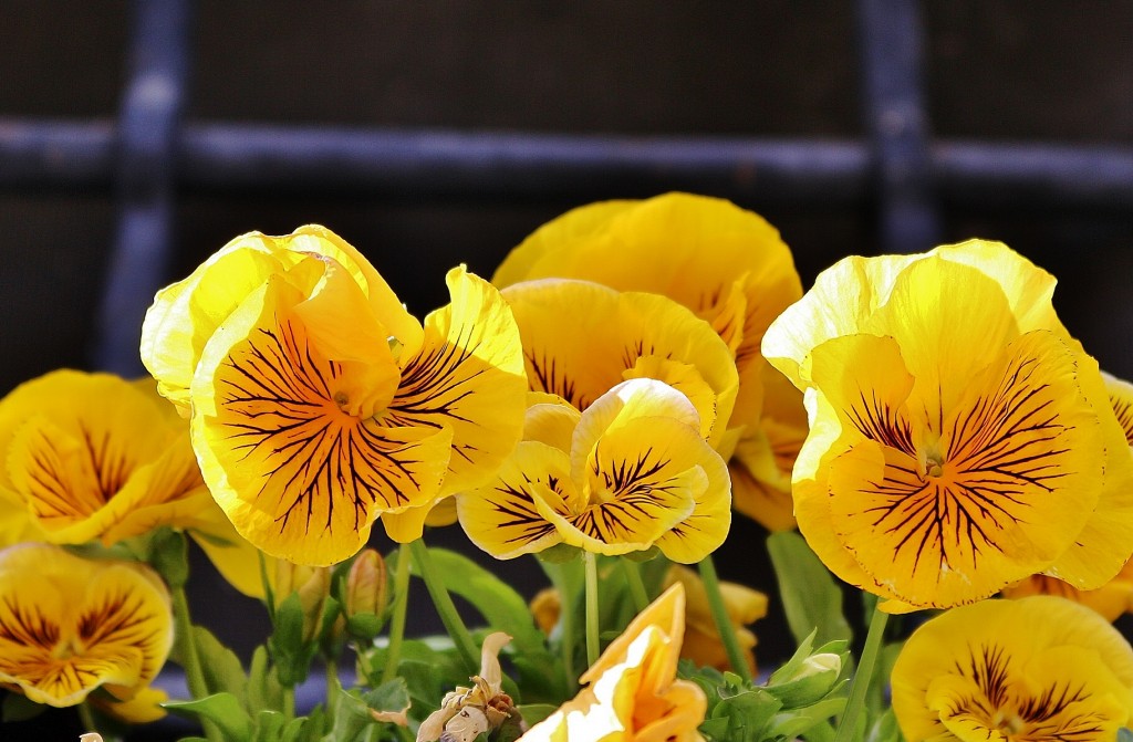 Foto: Un poco de color - Borau (Huesca), España