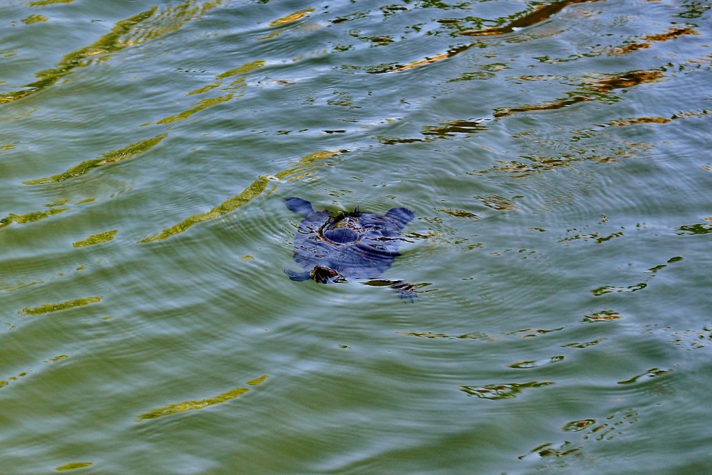 Foto: Parque Samá - Cambrils (Tarragona), España