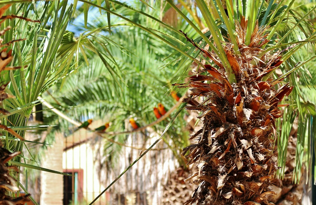 Foto: Parque Samá - Cambrils (Tarragona), España