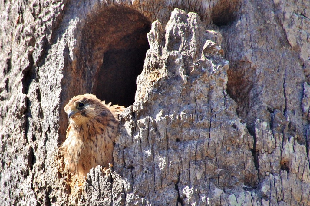Foto: Parque Samá - Cambrils (Tarragona), España