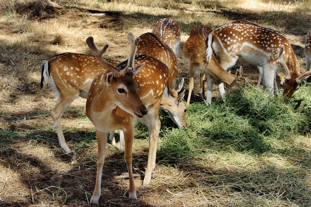Foto: Parque Samá - Cambrils (Tarragona), España