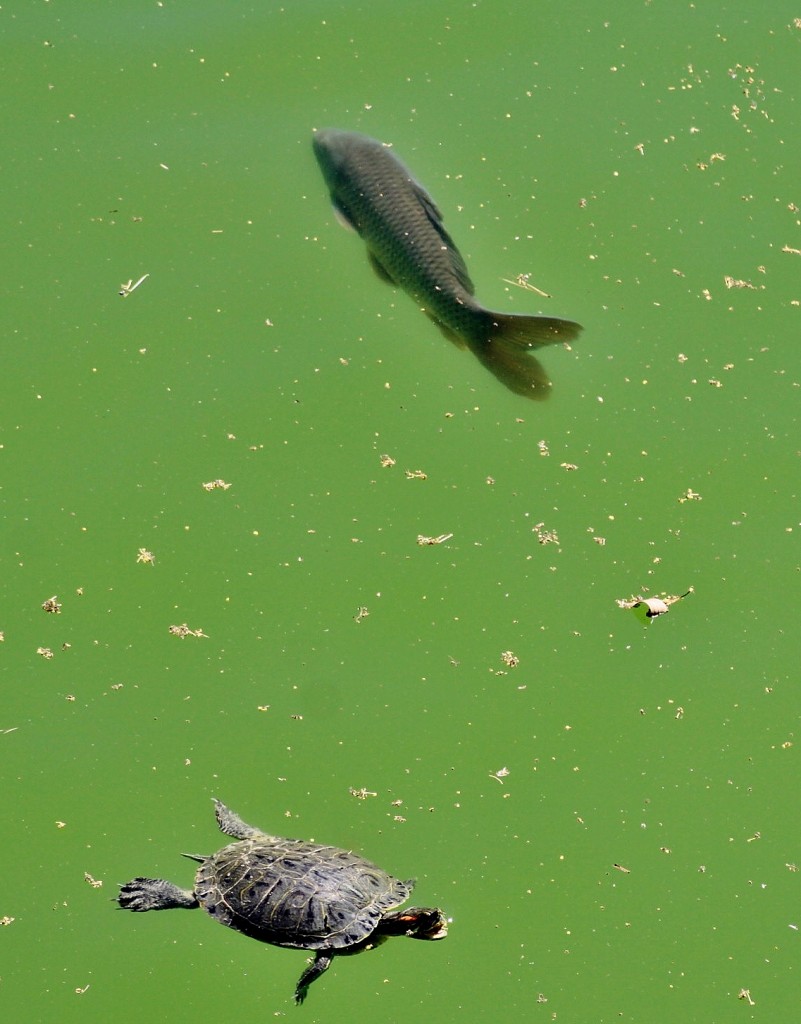 Foto: Parque Samá - Cambrils (Tarragona), España