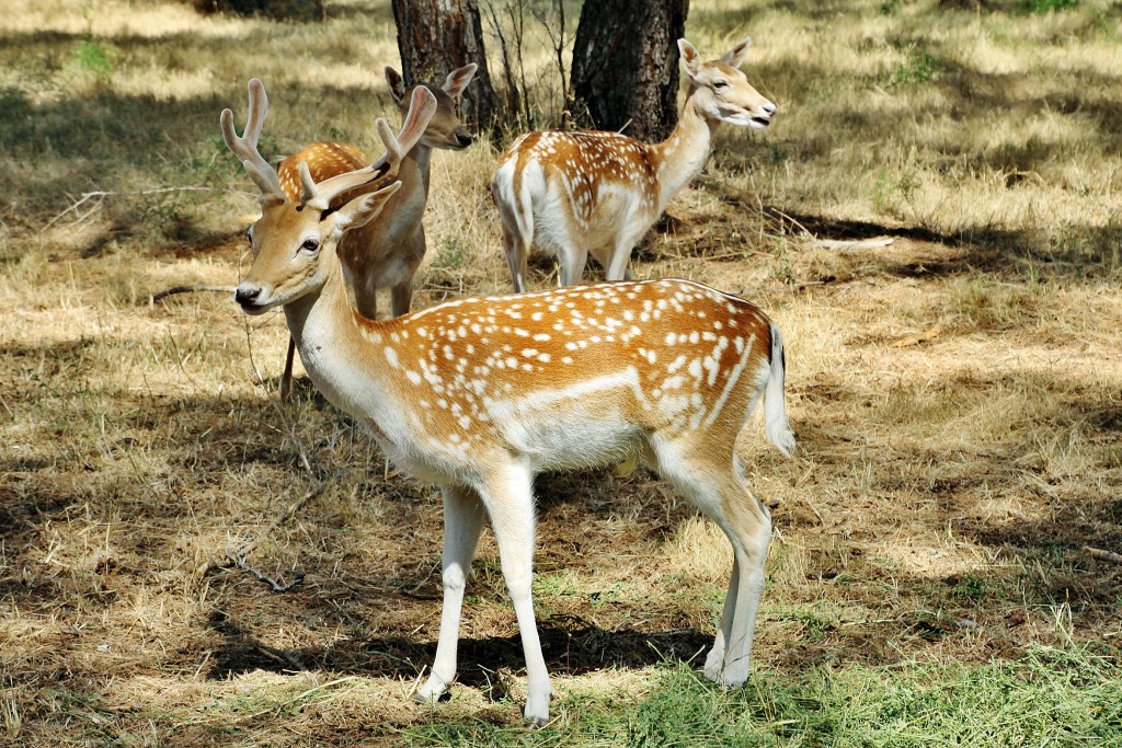 Foto: Parque Samá - Cambrils (Tarragona), España