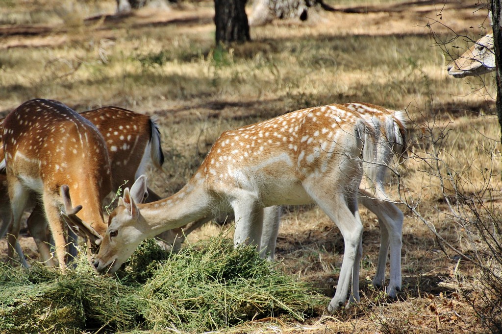 Foto: Parque Samá - Cambrils (Tarragona), España