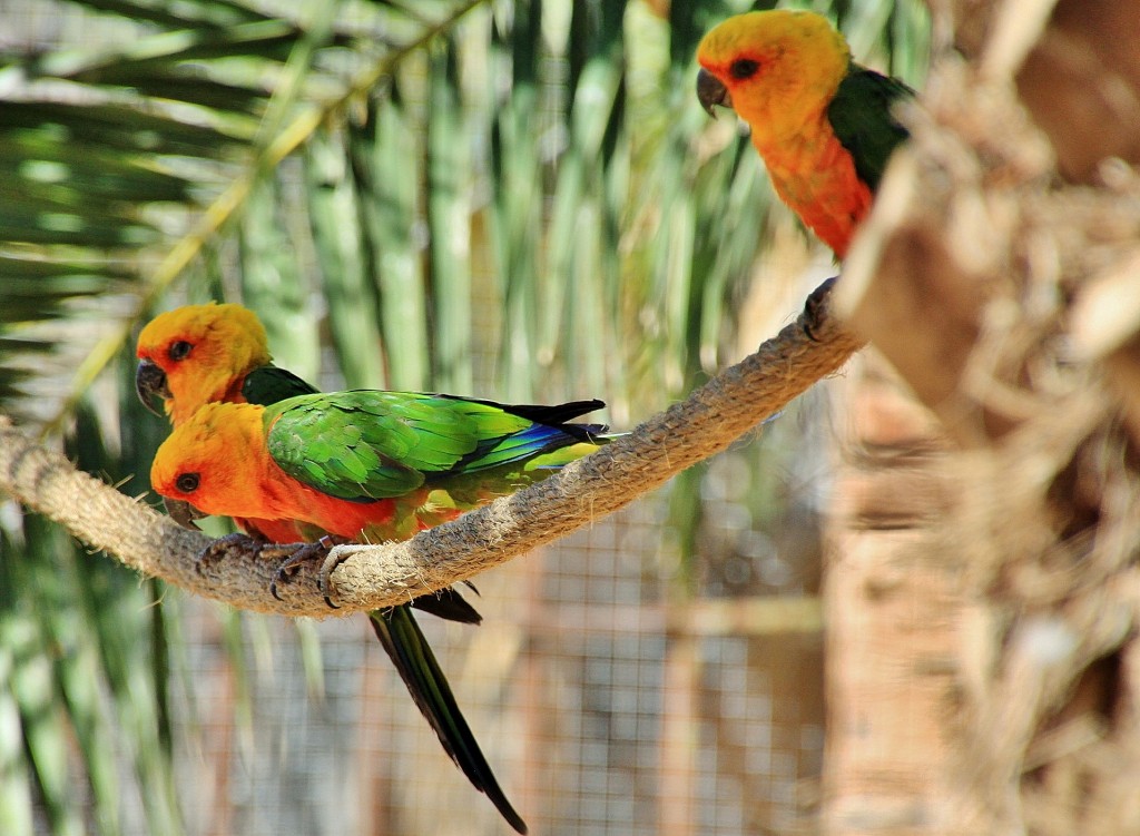 Foto: Parque Samá - Cambrils (Tarragona), España