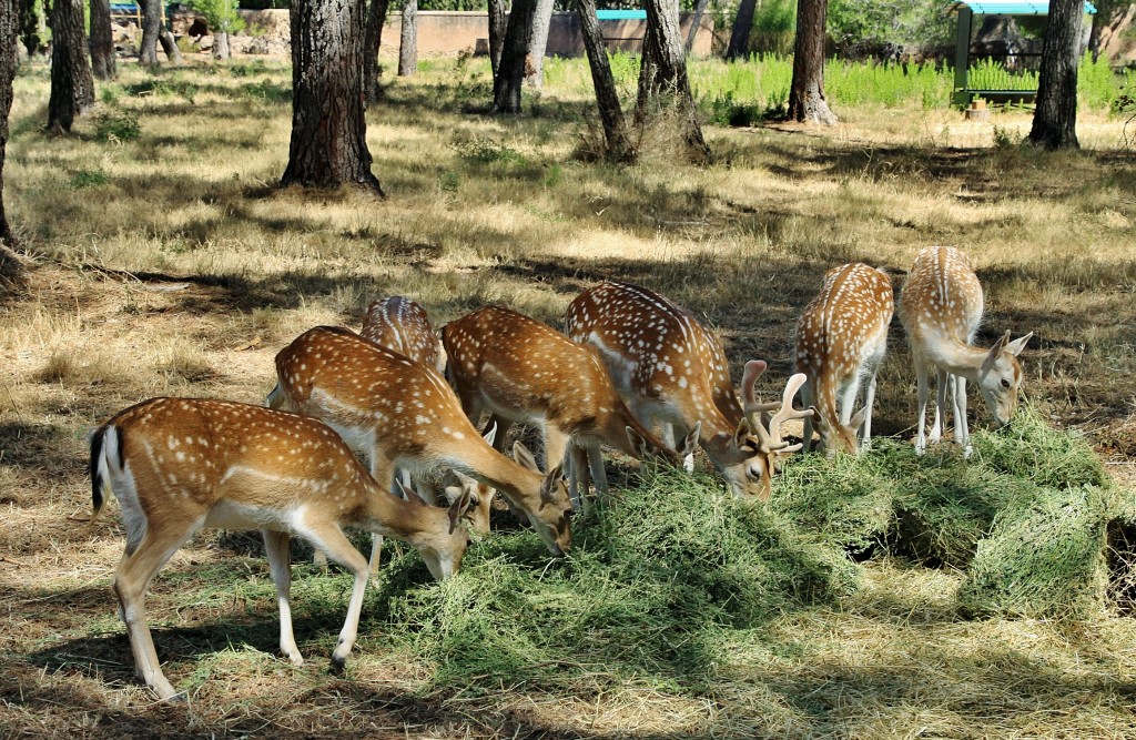 Foto: Parque Samá - Cambrils (Tarragona), España