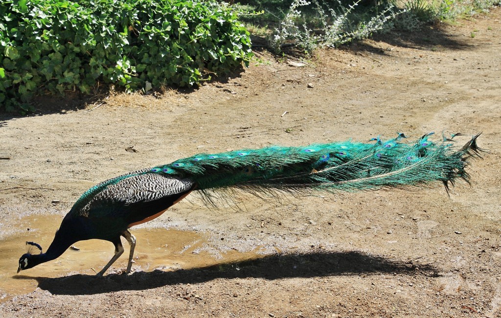 Foto: Parque Samá - Cambrils (Tarragona), España