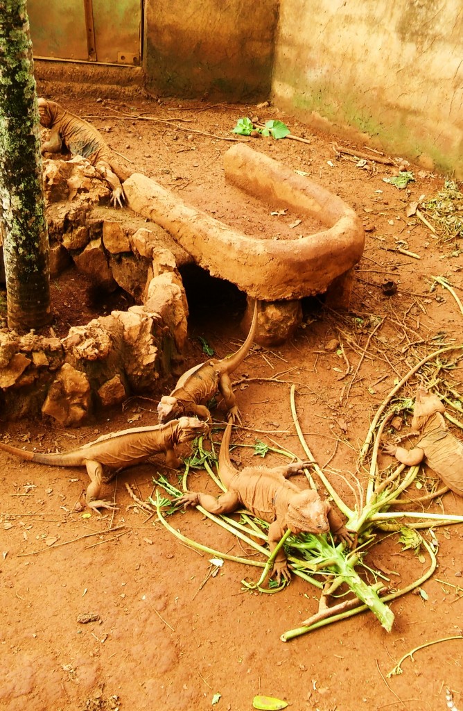 Foto: Iguanario Los Tocones - Los Tocones (Samaná), República Dominicana