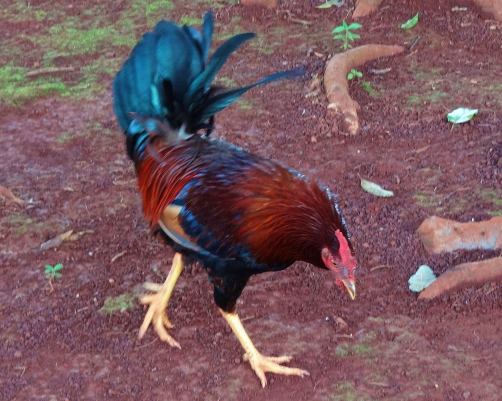 Foto: Iguanario Los Tocones - Los Tocones (Samaná), República Dominicana