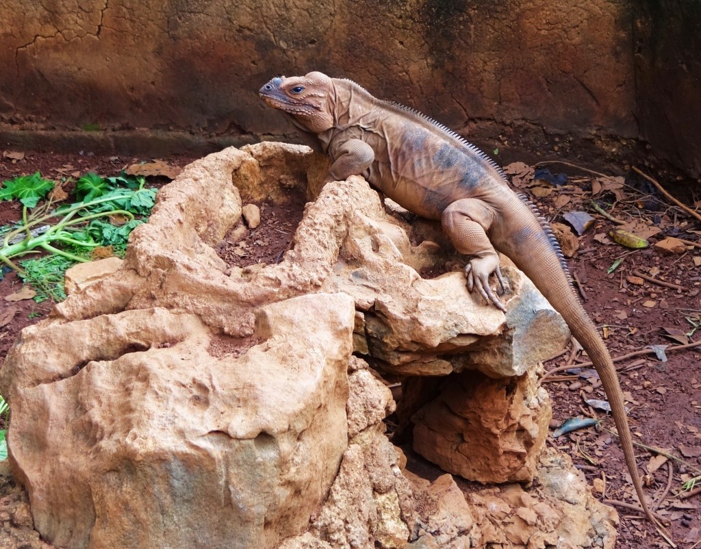 Foto: Iguanario Los Tocones - Los Tocones (Samaná), República Dominicana