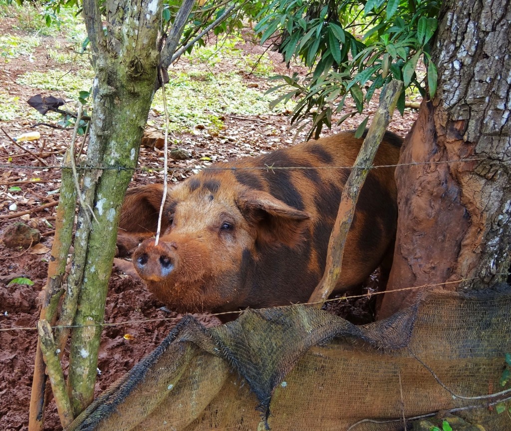 Foto: Iguanario Los Tocones - Los Tocones (Samaná), República Dominicana