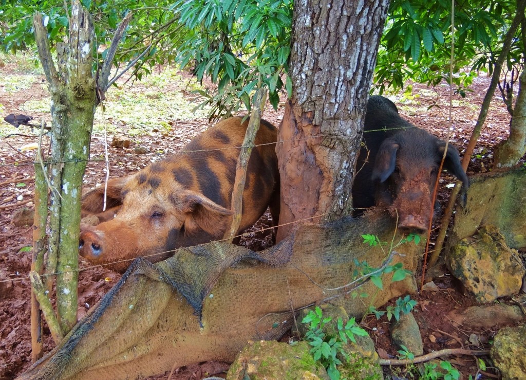 Foto: Iguanario Los Tocones - Los Tocones (Samaná), República Dominicana