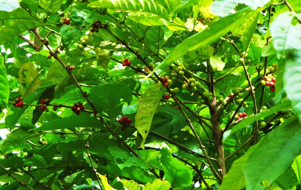 Foto: Iguanario Los Tocones - Los Tocones (Samaná), República Dominicana