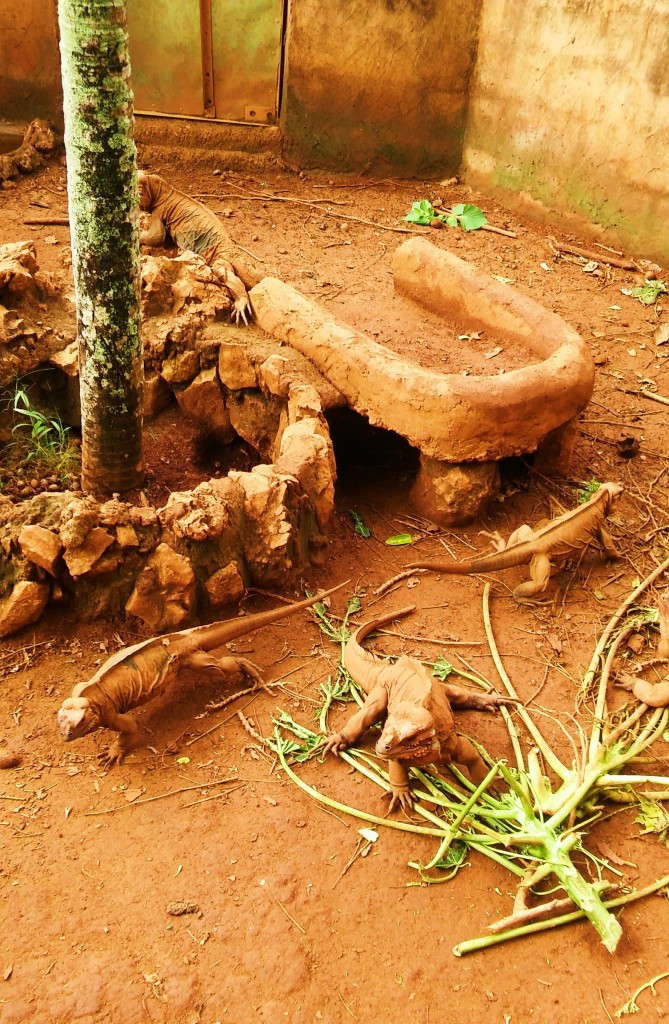 Foto: Iguanario Los Tocones - Los Tocones (Samaná), República Dominicana