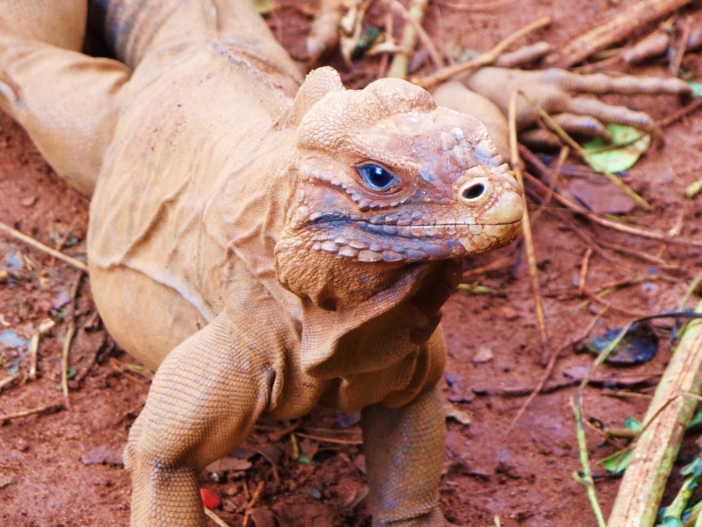 Foto: Iguanario Los Tocones - Los Tocones (Samaná), República Dominicana