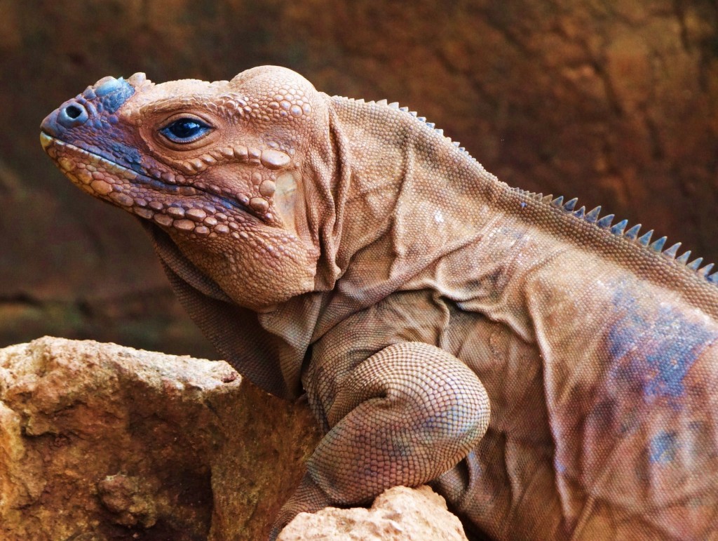Foto: Iguanario Los Tocones - Los Tocones (Samaná), República Dominicana