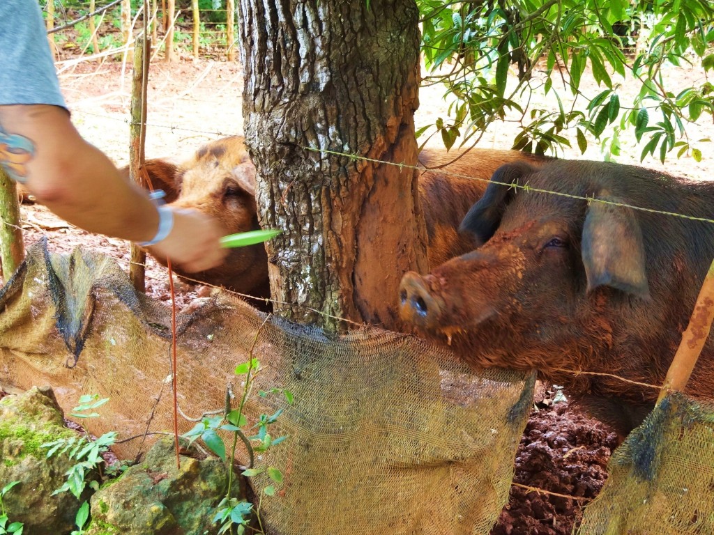 Foto: Iguanario Los Tocones - Los Tocones (Samaná), República Dominicana