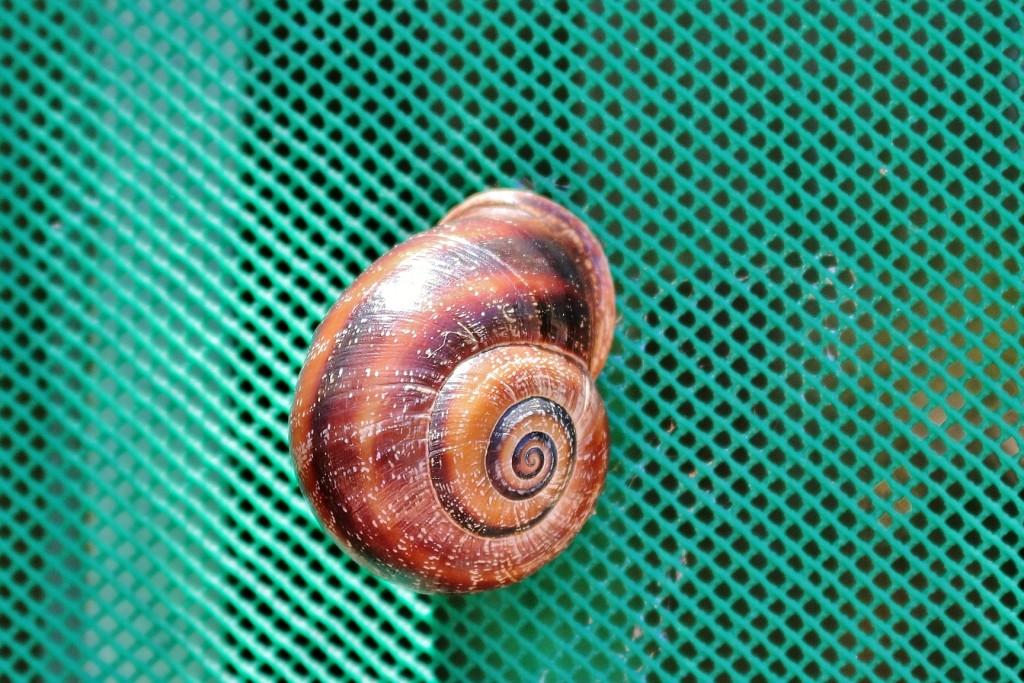 Foto: Bichito - Farena (Tarragona), España