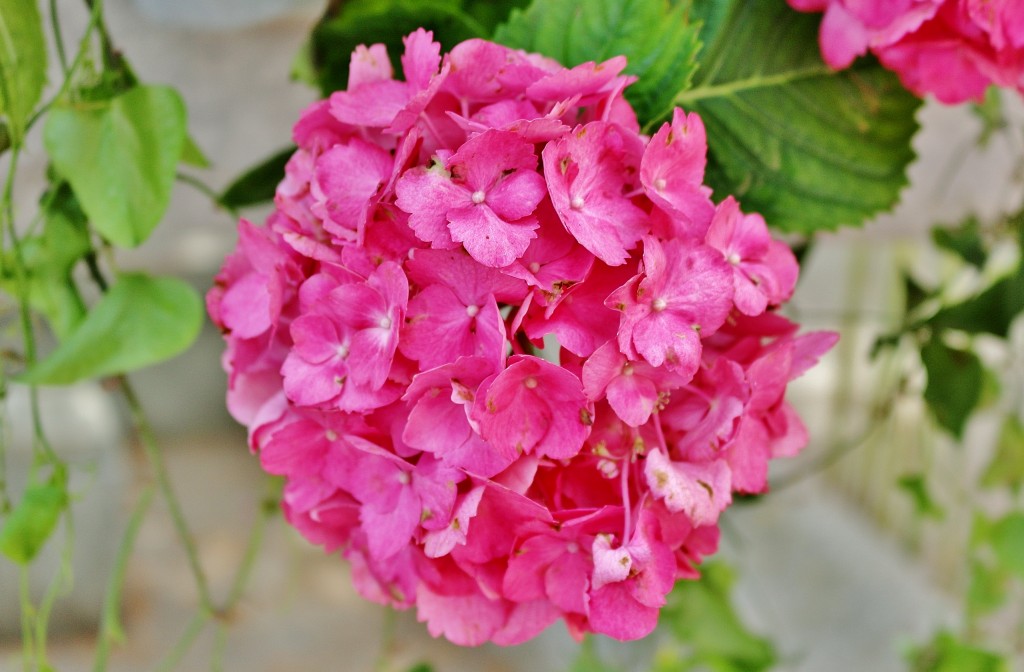 Foto: Girona tiempo de flores - Girona (Cataluña), España