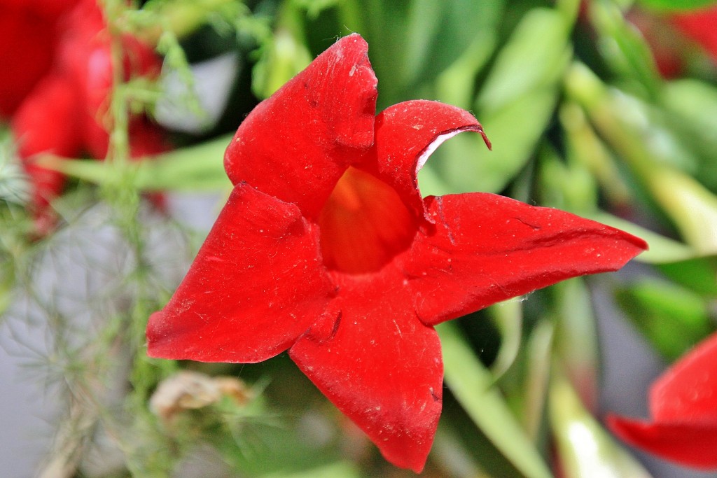 Foto: Girona tiempo de flores - Girona (Cataluña), España