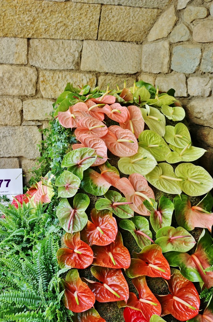 Foto: Girona tiempo de flores - Girona (Cataluña), España