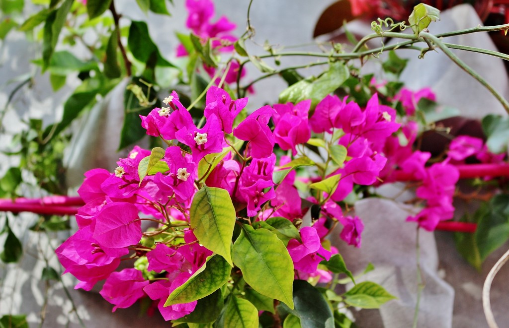 Foto: Girona tiempo de flores - Girona (Cataluña), España