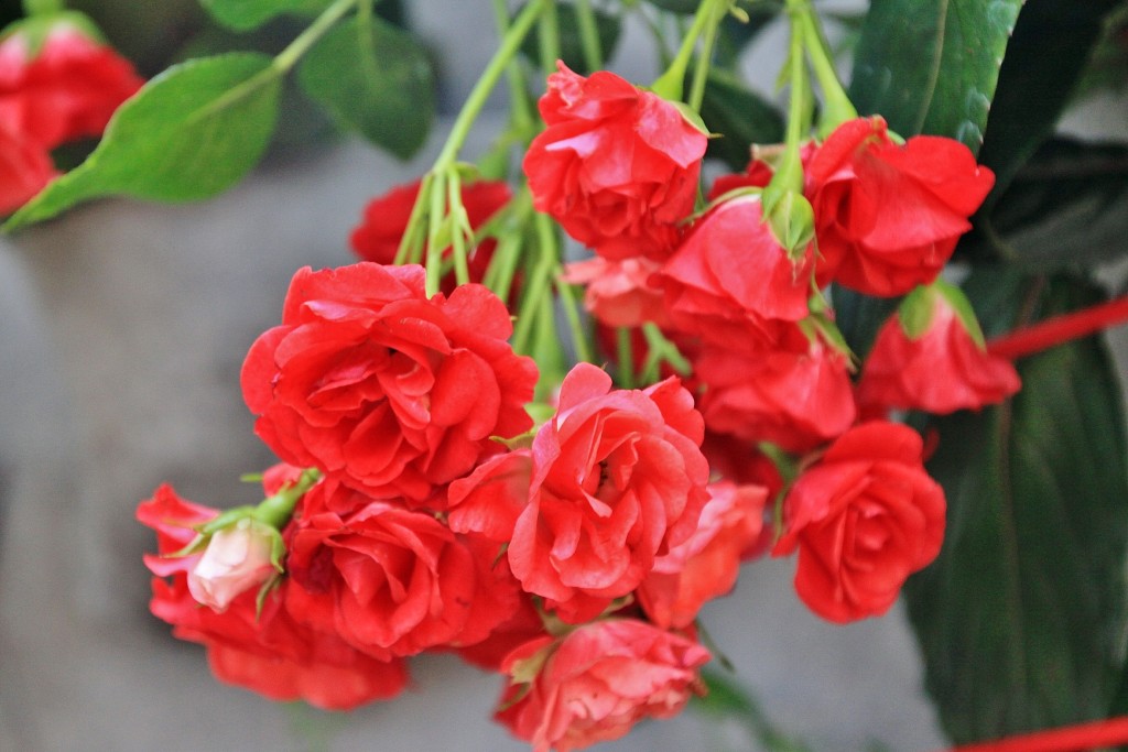 Foto: Girona tiempo de flores - Girona (Cataluña), España