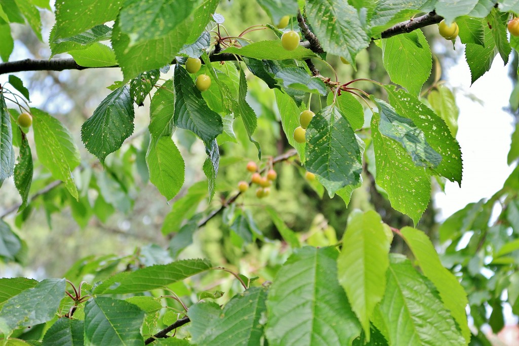 Foto: Girona tiempo de flores - Girona (Cataluña), España