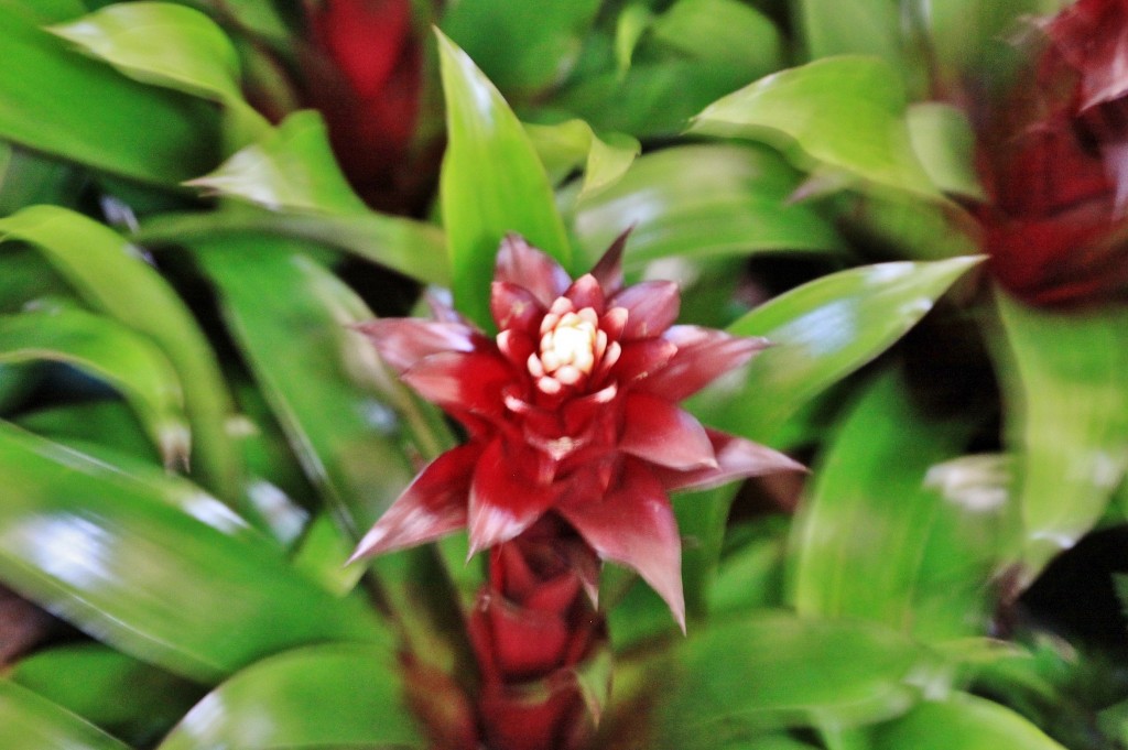 Foto: Girona tiempo de flores - Girona (Cataluña), España