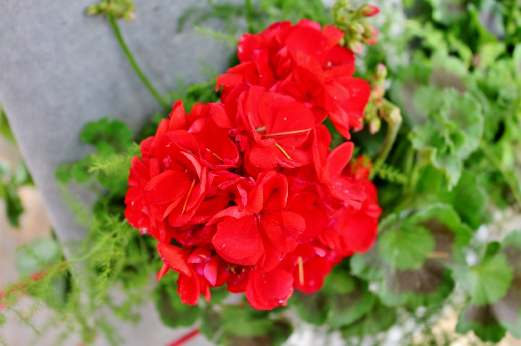 Foto: Girona tiempo de flores - Girona (Cataluña), España