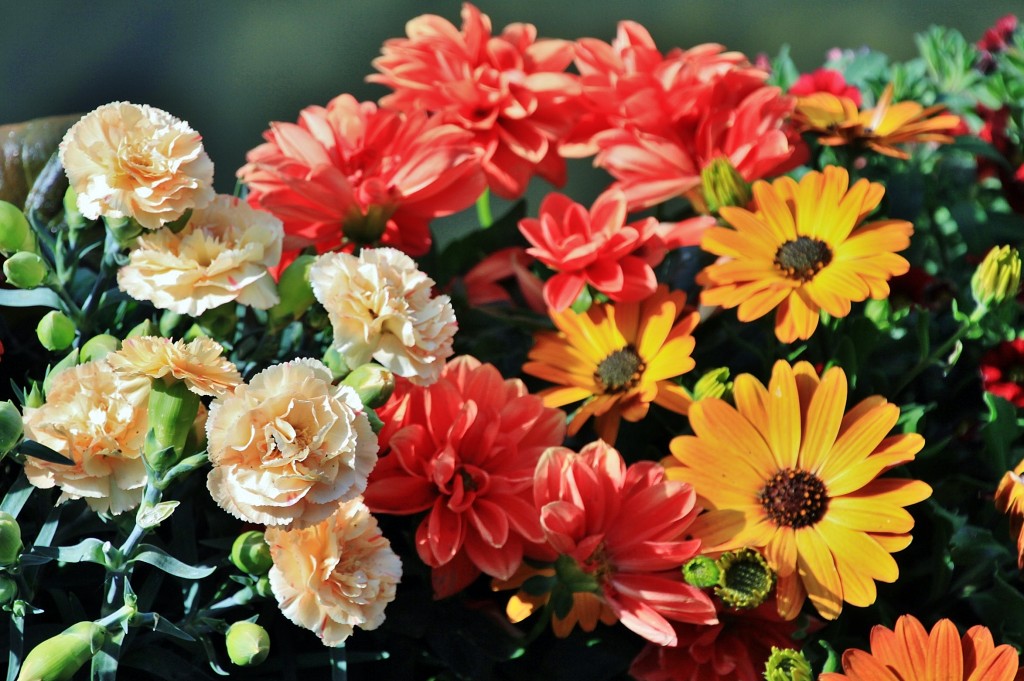 Foto: Girona tiempo de flores - Girona (Cataluña), España