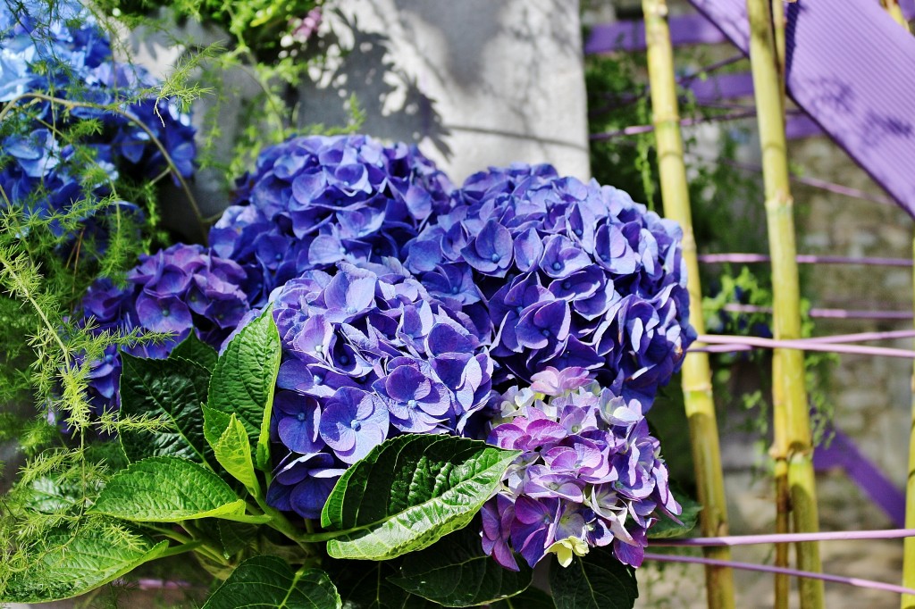 Foto: Girona tiempo de flores - Girona (Cataluña), España