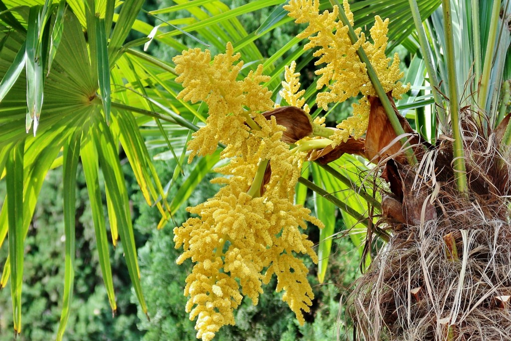 Foto: Girona tiempo de flores - Girona (Cataluña), España