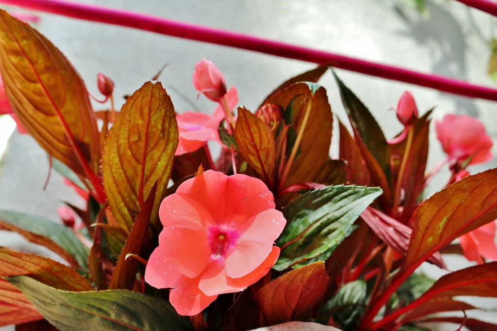 Foto: Girona tiempo de flores - Girona (Cataluña), España