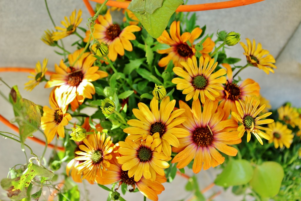 Foto: Girona tiempo de flores - Girona (Cataluña), España